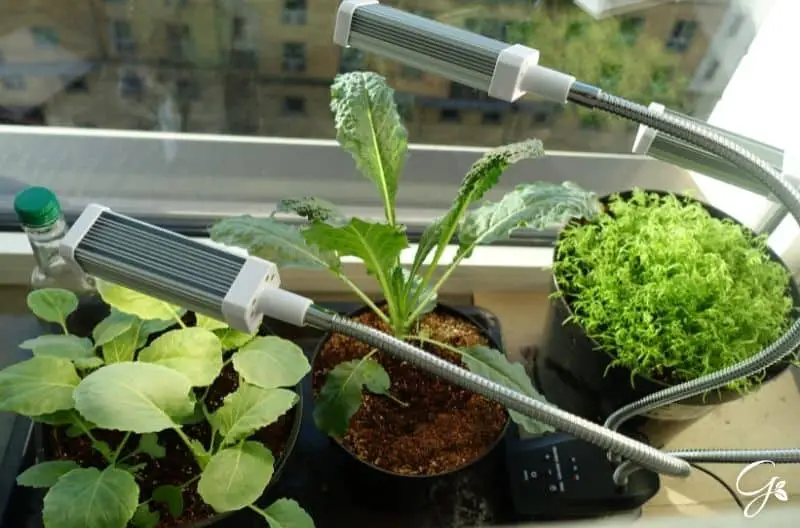 grow veg indoors