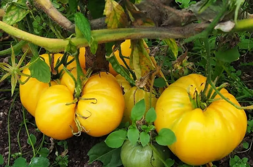 growing yellow tomatoes in garden