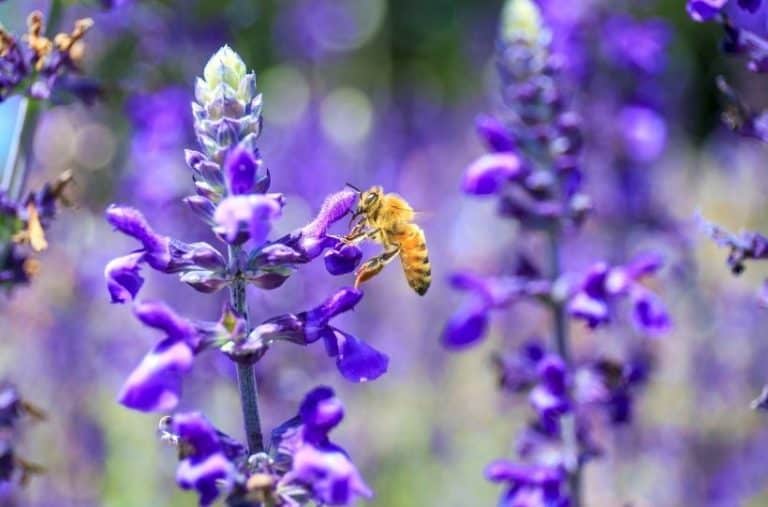 How to Create a Pollinator-Friendly Garden