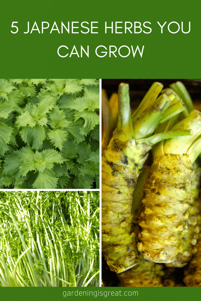5 Japanese Herbs to Grow in Your Garden Gardening is Great