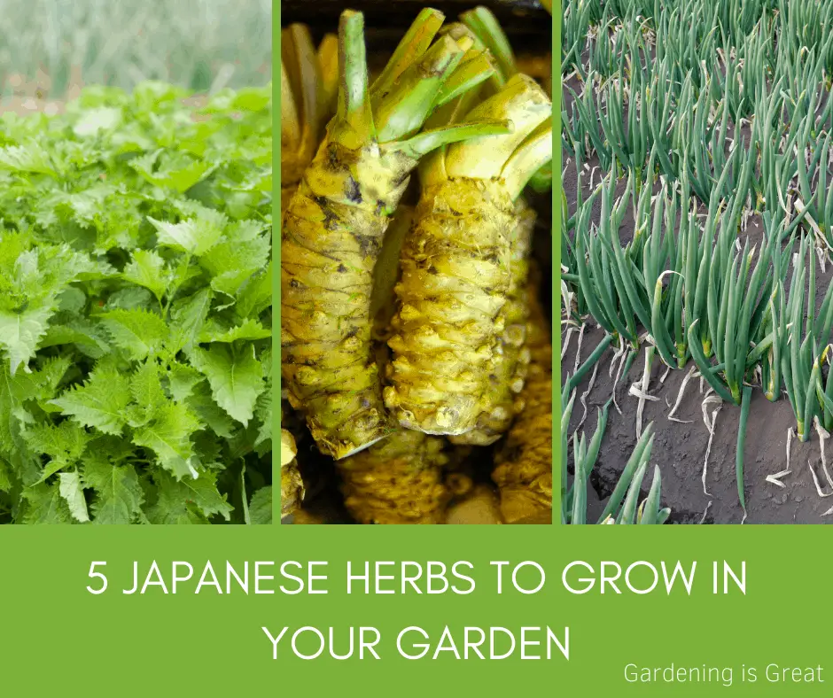 japanese herbs you can grow