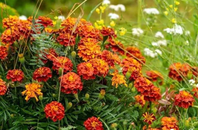 How to Use Marigolds in the Garden for Pest Control
