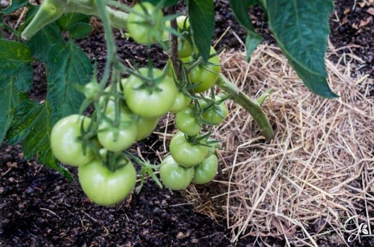 How to Extend Your Tomato Growing Season Gardening is Great