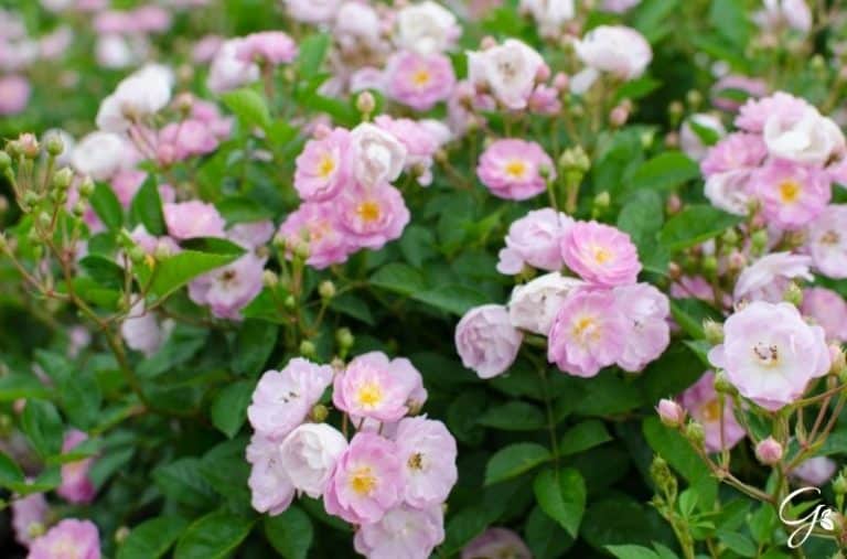 23 of the Best Roses Without Thorns For Your Garden
