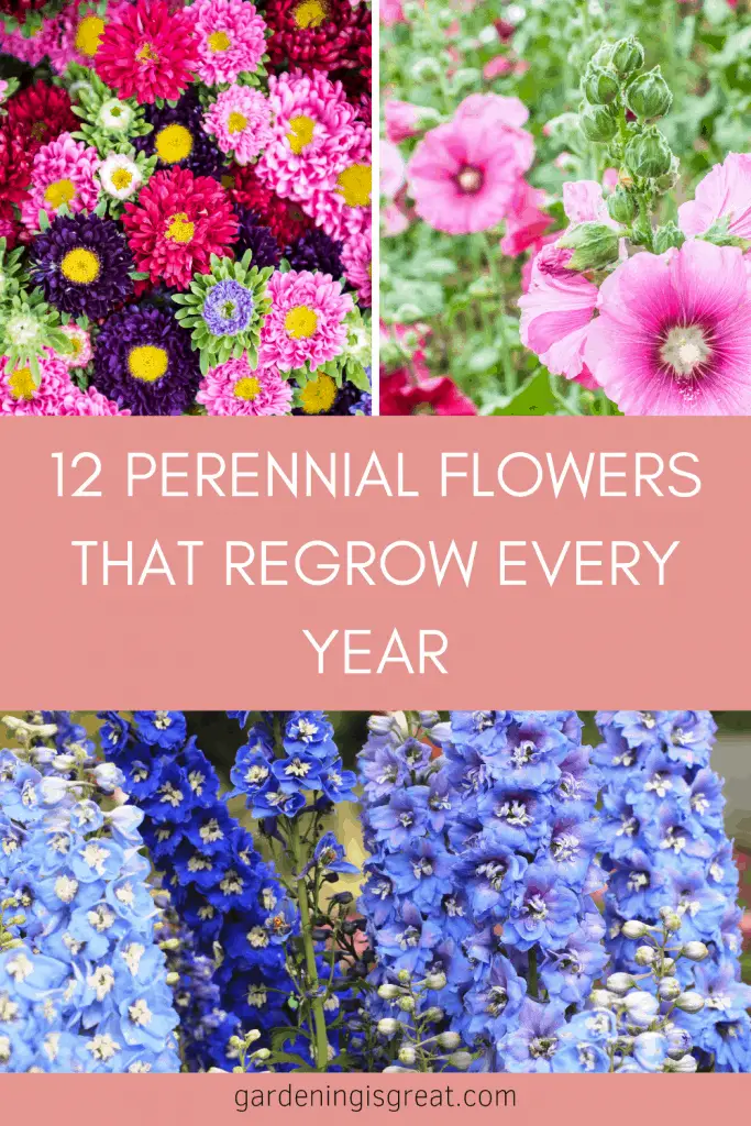 12 Perennial Flowers That Bloom From Spring To Fall 