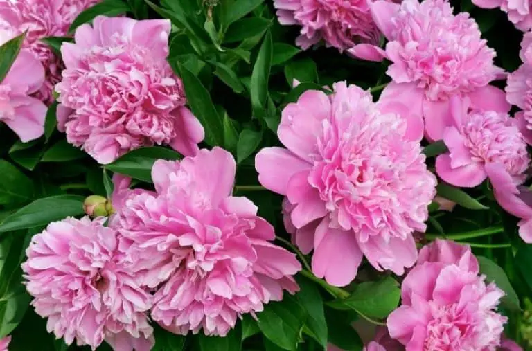 12 Perennial Flowers That Bloom From Spring to Fall | Gardening is Great