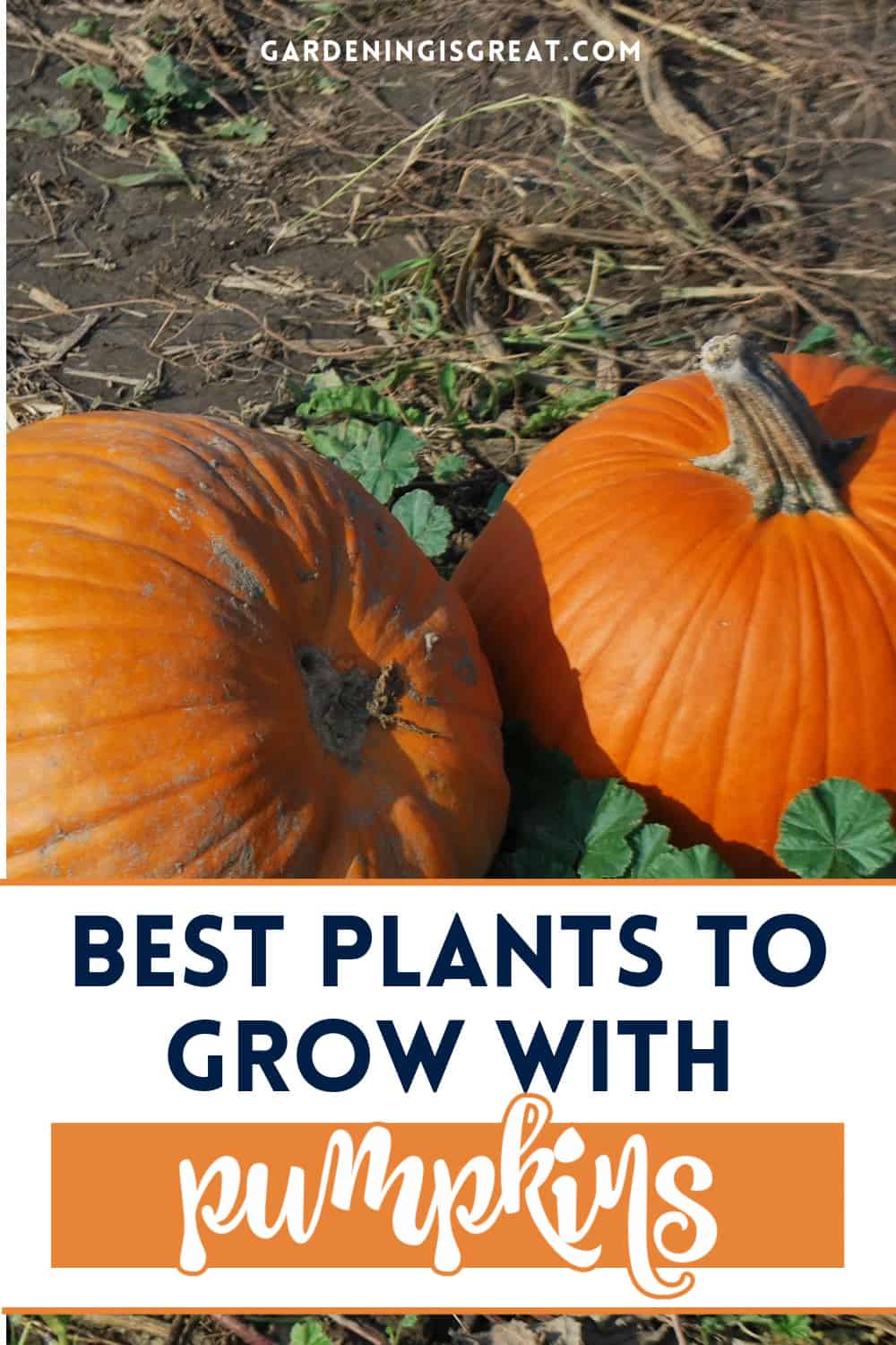 plants grow with pumpkins