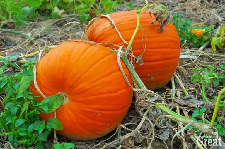 When And How To Harvest Pumpkins From Your Garden