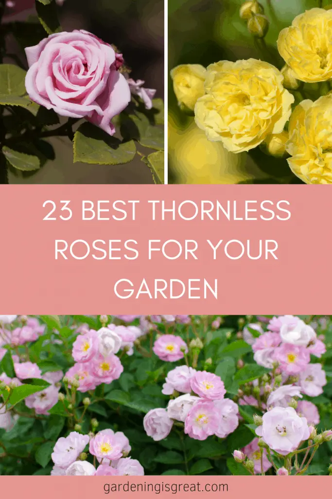 23 of the Best Roses Without Thorns For Your Garden | Gardening is Great