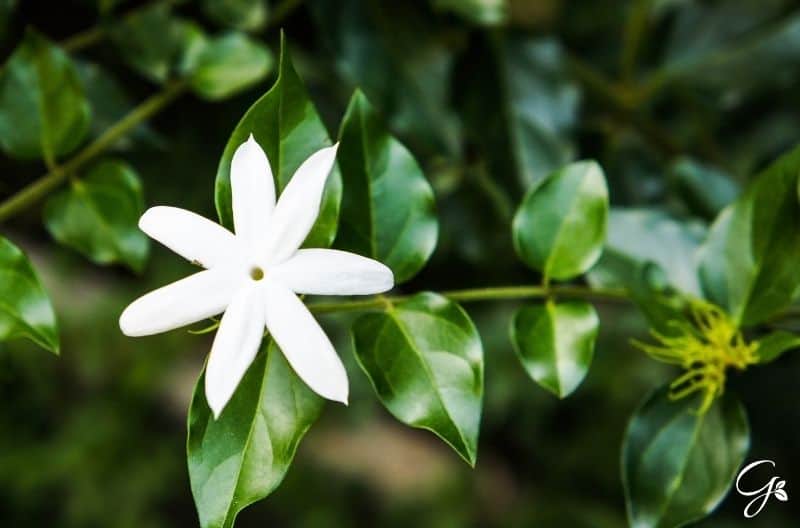 star jasmine in bloom