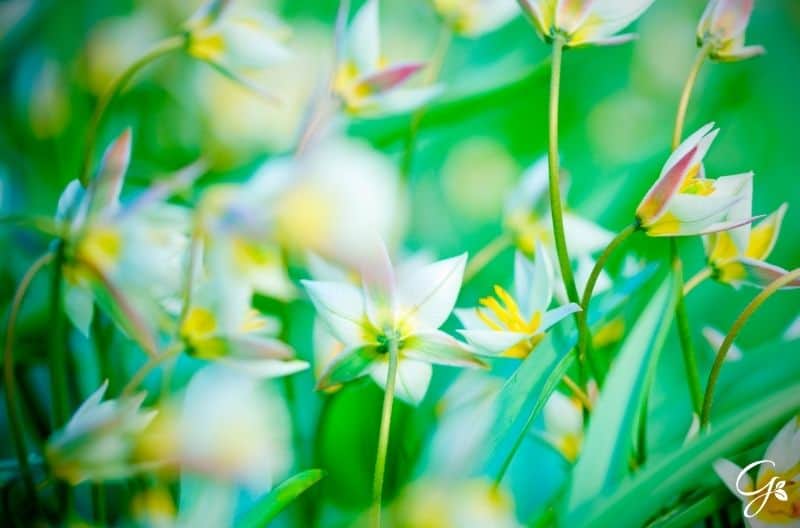 star tulips flowering