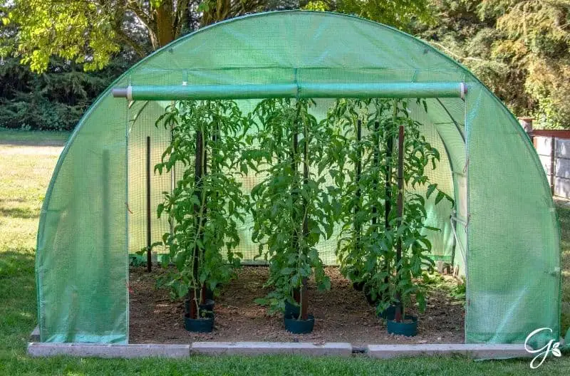 tomatoes in portable greenhouse