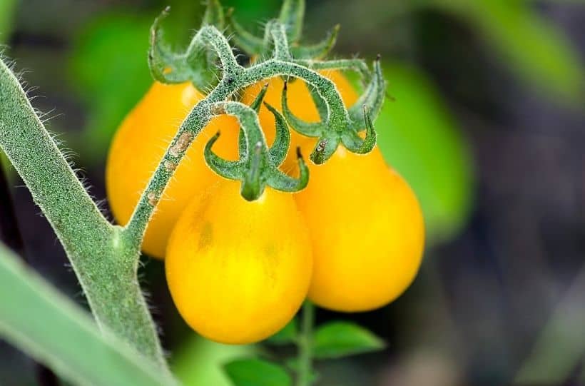 yellow tomatoes growing in garden