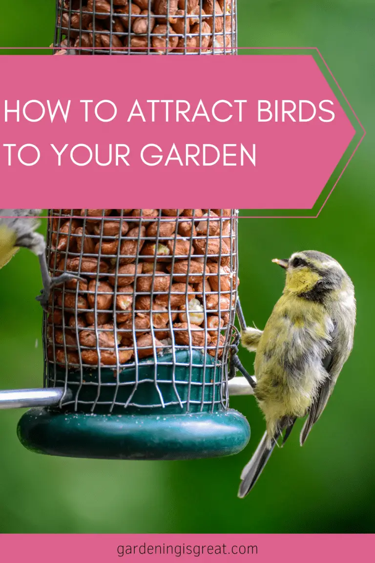 How to Attract Birds To Your Garden | Gardening is Great