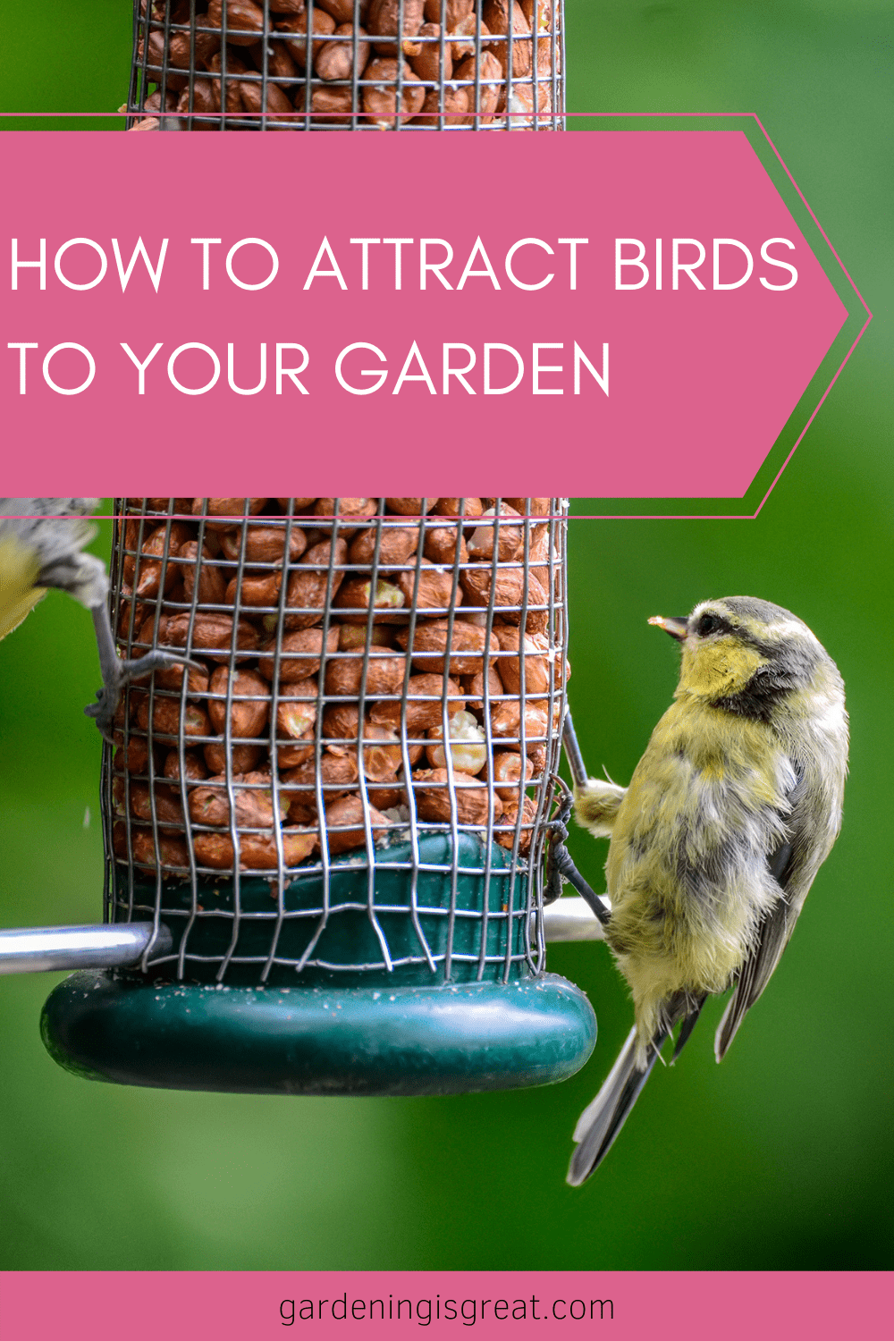attract birds to your garden.