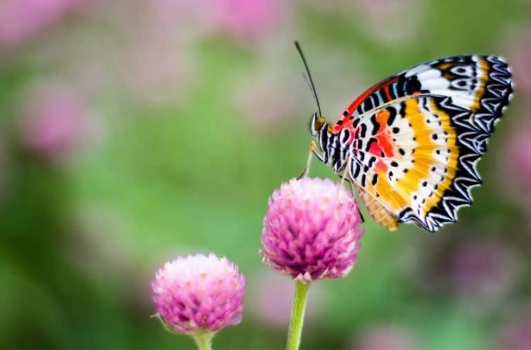 How to Attract Butterflies To Your Garden