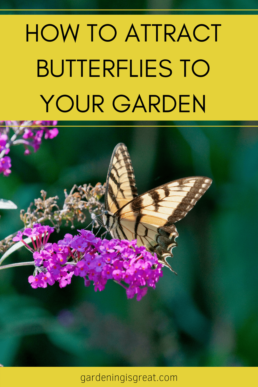 attract butterflies to your garden.