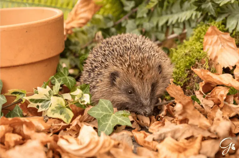How to Attract Wildlife To Your Garden