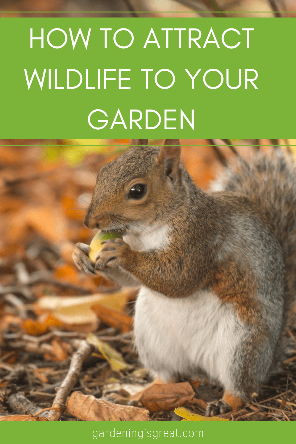 attract wildlife to your garden.