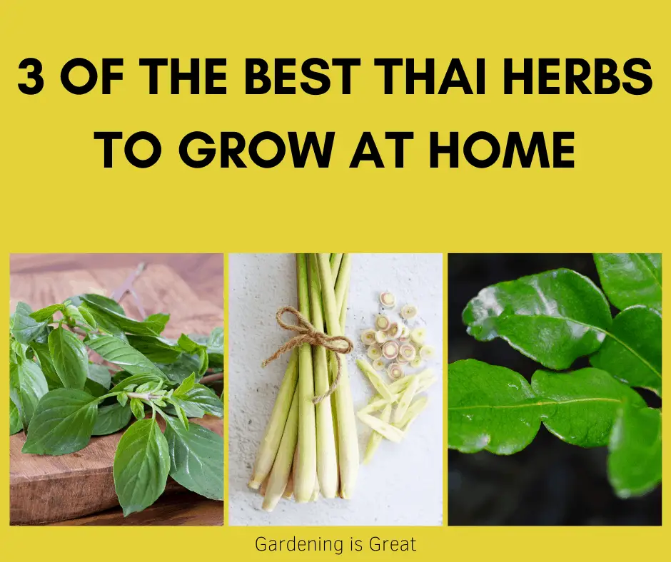 best thai herbs