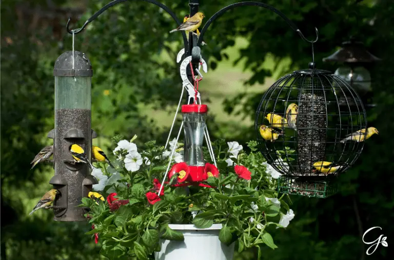 How to Attract Birds To Your Garden