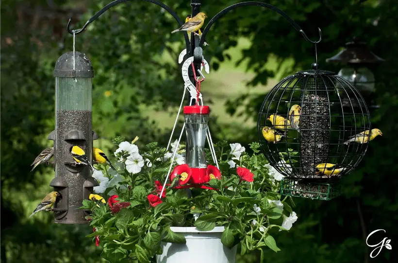 bird feeders in your garden.