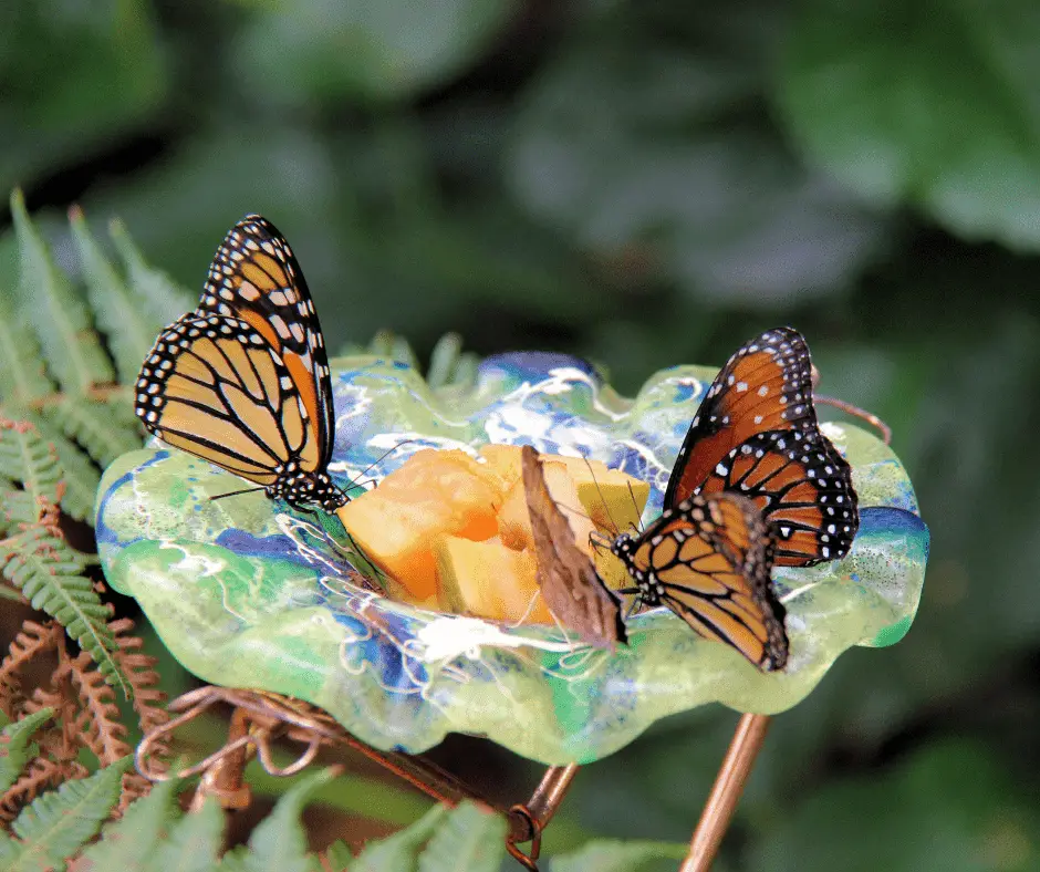 butterfly feeder.