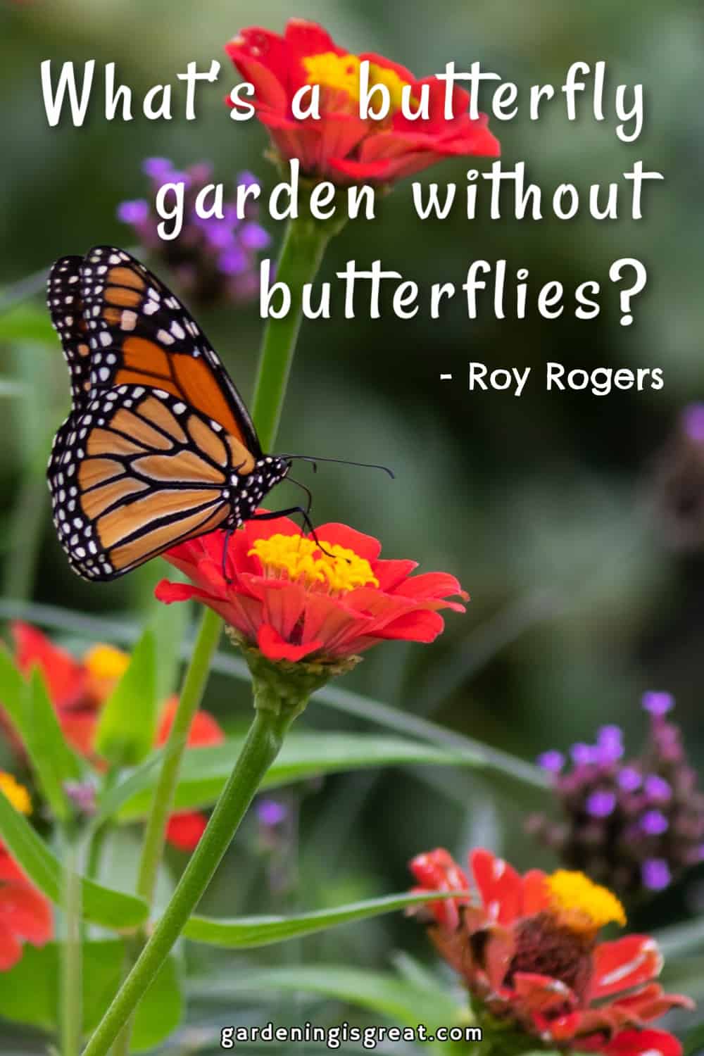 “What’s a butterfly garden without butterflies?” – Roy Rogers