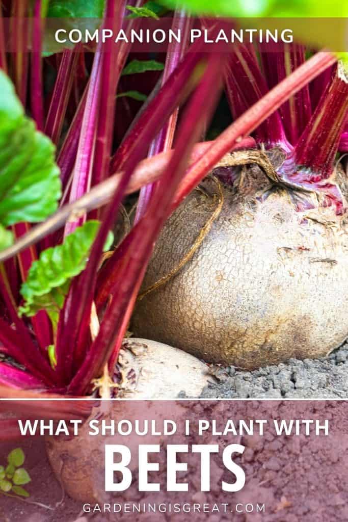 Companion Planting Beets The Best Companions For Beets Gardening is