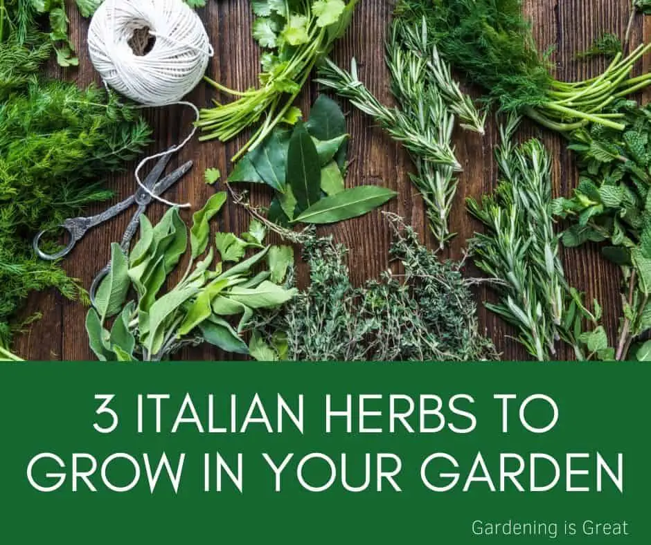 herbs for Italian herb garden