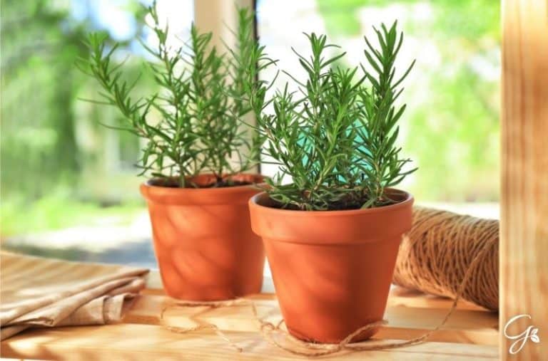 3 Herbs To Grow For Your Italian Herb Garden