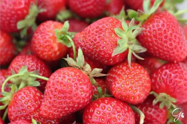 A Gardener’s Complete Strawberry Variety Guide (+ 5 of The Best for Your Garden)