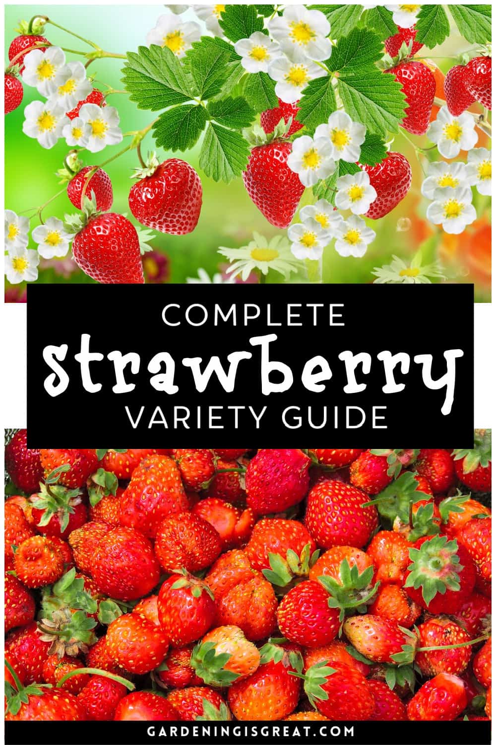 strawberry variety guide
