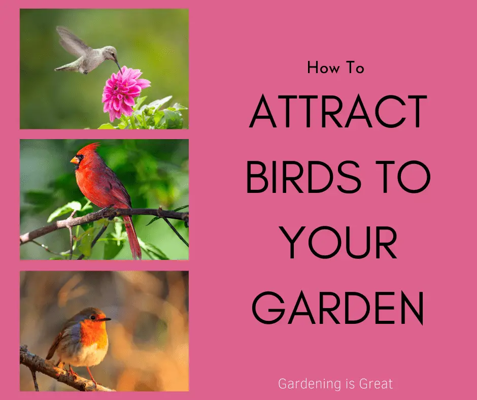 tips to attract birds.