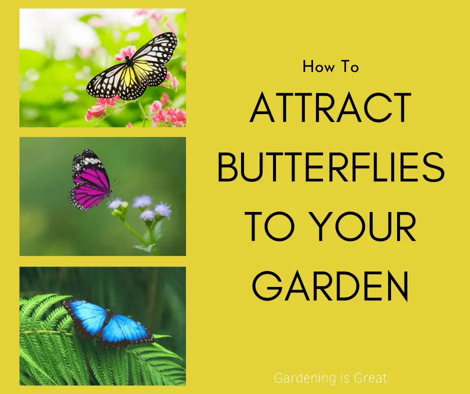 tips to attract butterflies.