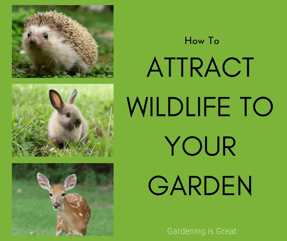 tips to attract wildlife.