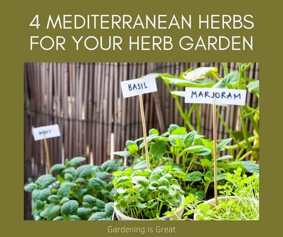 top mediterranean herbs