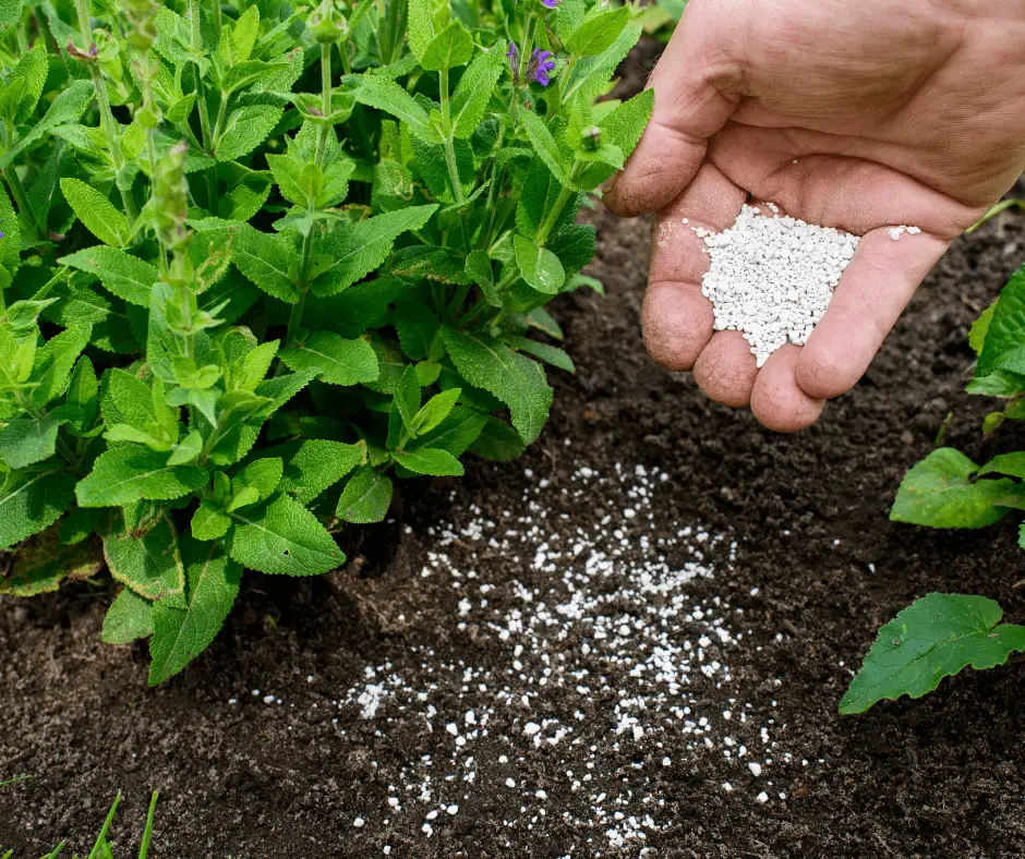 using fertilizer on herbs