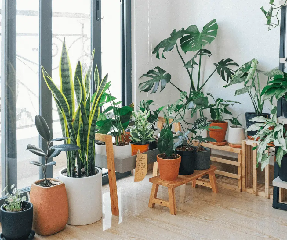 move plants indoors