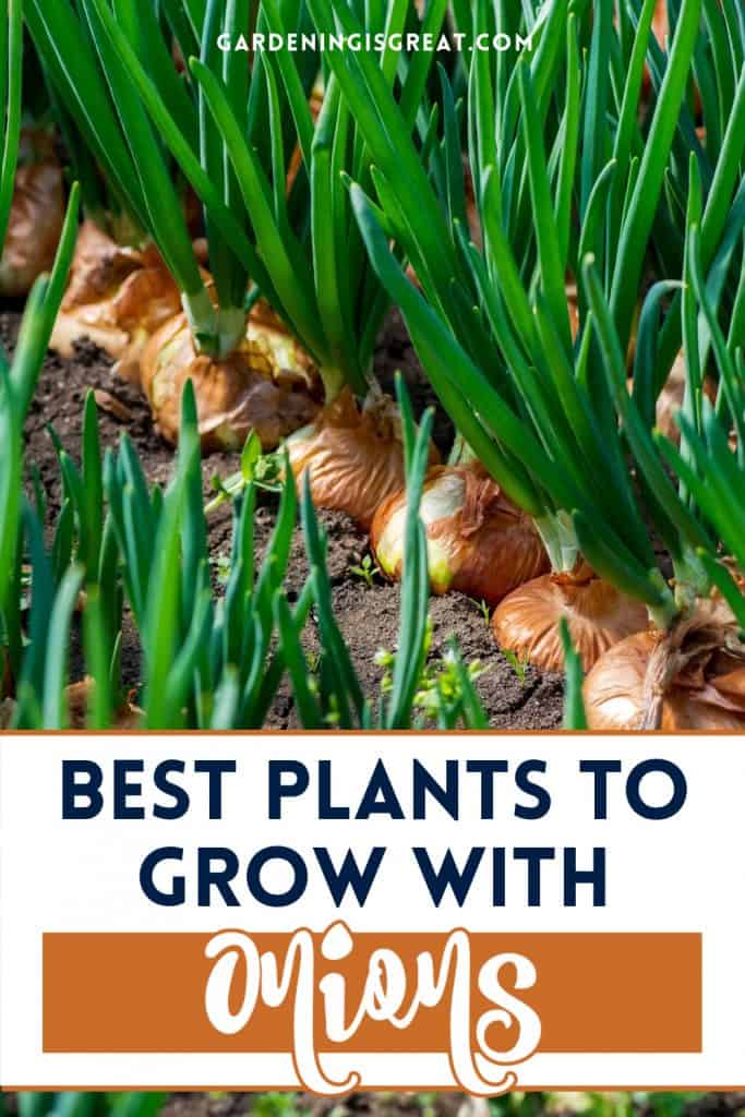 Companion Planting Onions The Best Companion Plants For Onions