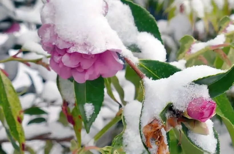 pink camellias in snow