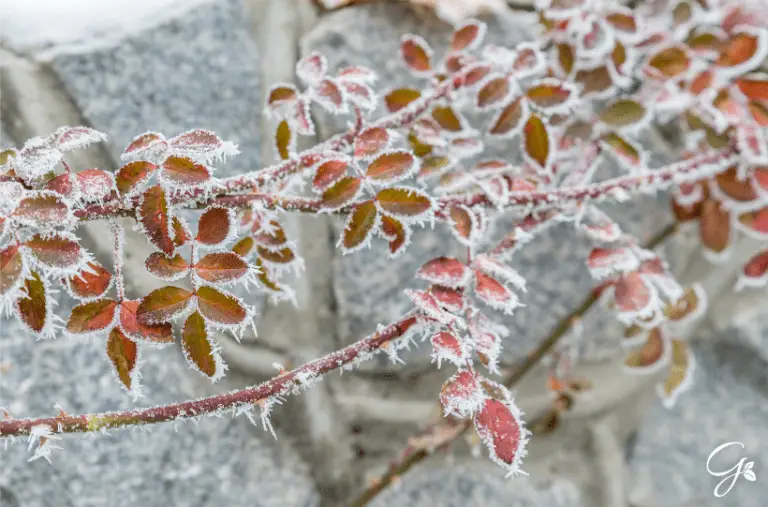 How To Protect Your Plants from Frost