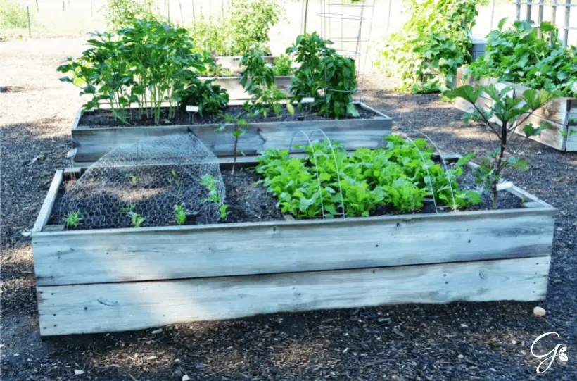 protect raised garden beds.