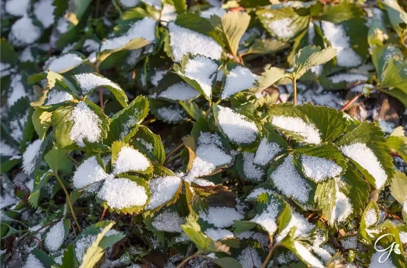 strawberry plant in snow