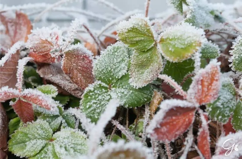 winter strawberry plant