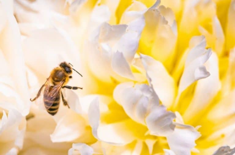 47 Plants that Attract Bees to Your Garden