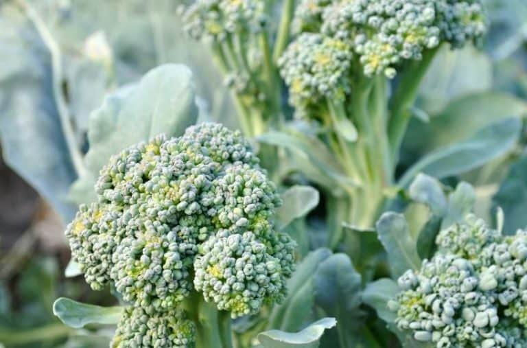 7 Top Broccoli Growing Tips to Grow the Best Broccoli