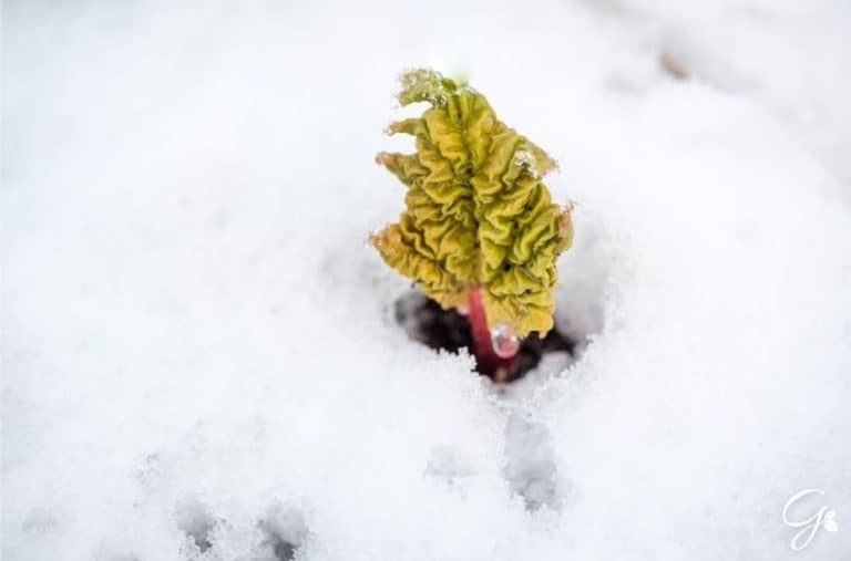 Top Tips For Preparing Rhubarb Plants For Winter