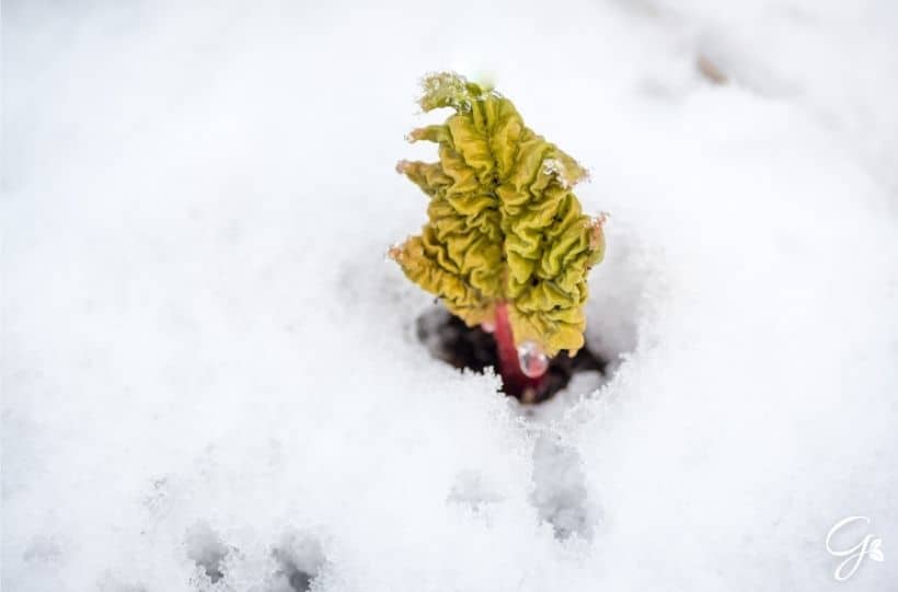 rhubarb growing in snow