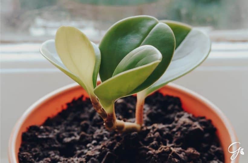 Baby Rubber Plant
